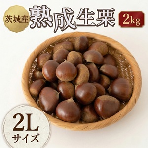 【 吉原農場 の 完熟栗 】 熟成 生栗 2kg 2Lサイズ 栗 くり