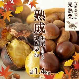 【 吉原農場 の 完熟栗 】 熟成 生栗 1kg Lサイズ ・ 焼き栗 2袋 セット