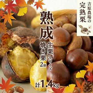 【 吉原農場 の 完熟栗 】 熟成 生栗 1kg 2Lサイズ ・ 焼き栗 2袋 セット