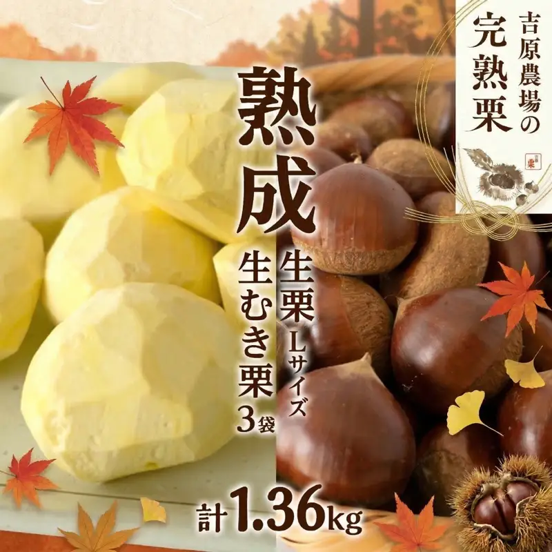 【 吉原農場 の 完熟栗 】 熟成 生栗 1kg Lサイズ ・ 生むき栗 3袋 セット