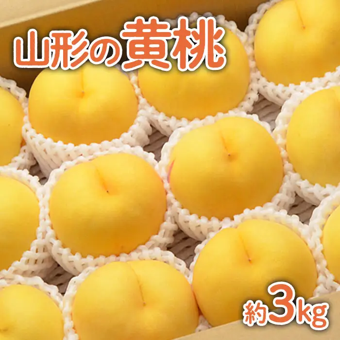 山形の黄桃 約3kg(6～13玉)[柔らかくなる品種・果肉やや硬め]【令和8年産先行予約】FU22-055 くだもの 果物 フルーツ 山形 山形県 山形市 2026年産