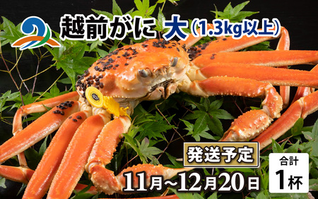 【先行予約】越前がに 大 （1.3kg以上） 1杯【11月～12月発送】 日本海 直送