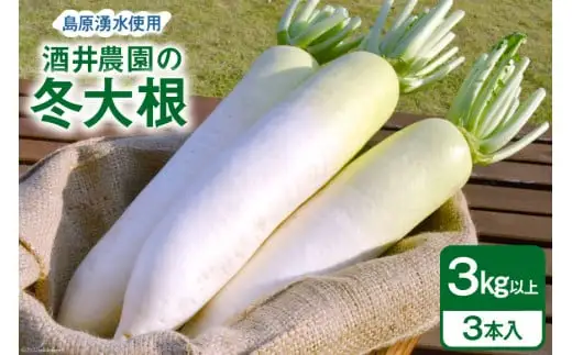 BG080 酒井農園の冬大根 3kg以上（3本入）