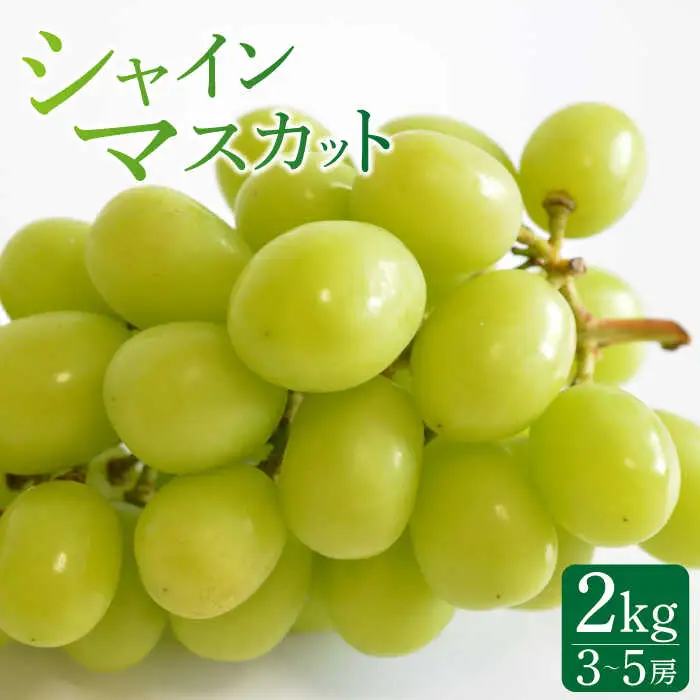 【2026年8月中旬-発送】【南島原産】シャインマスカット 2kg（3-5房）/ ぶどう 葡萄 ブドウ しゃいんますかっと 果物 くだもの フルーツ / 南島原市 / ながいけ [SCH036]