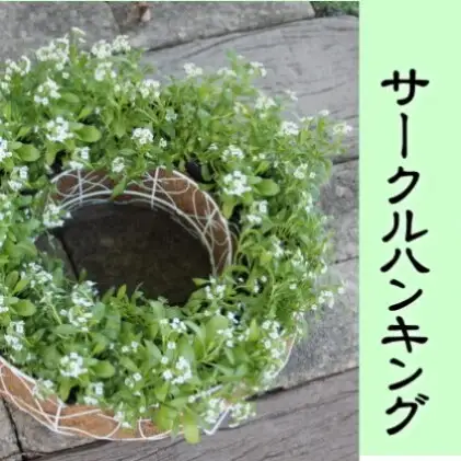 アリッサムのサークルハンキング （直径35cm） 植物
