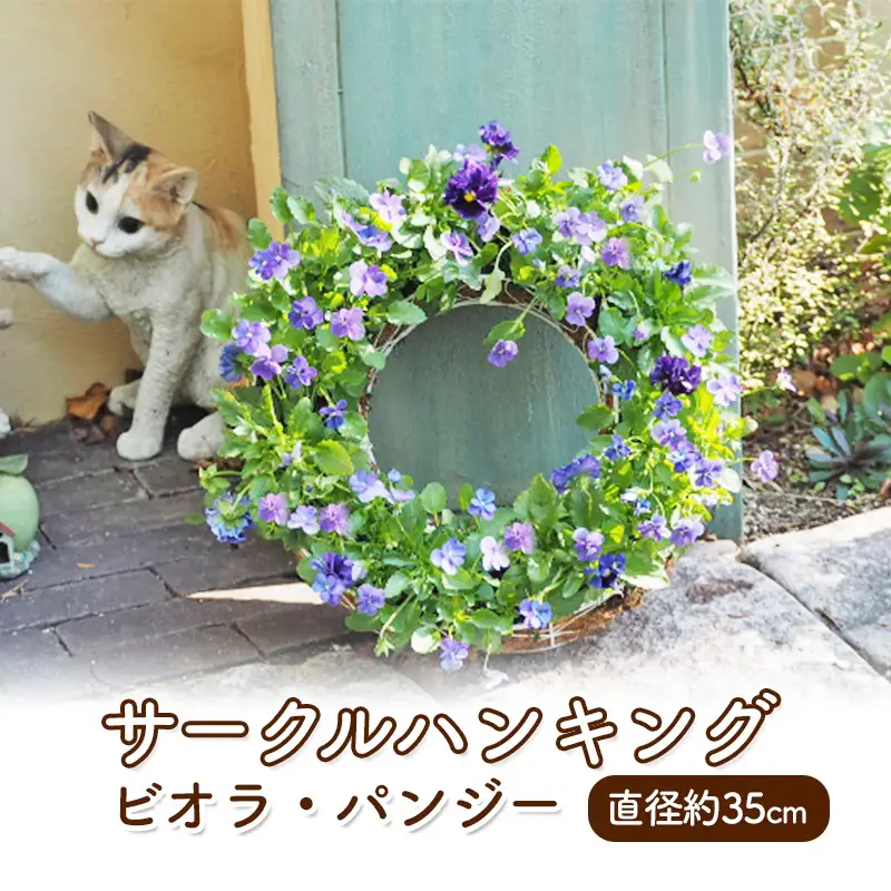 花 サークルハンキング ビオラ パンジー 直径35cm 花