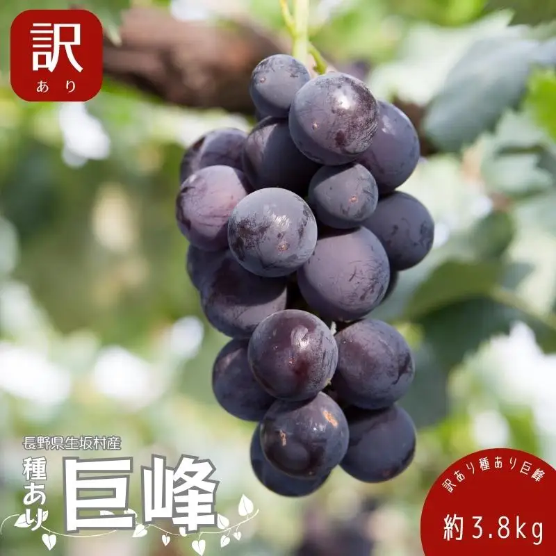 【2026年発送 先行予約】 訳あり 種あり巨峰 約3.8kg（9~13房） 巨峰