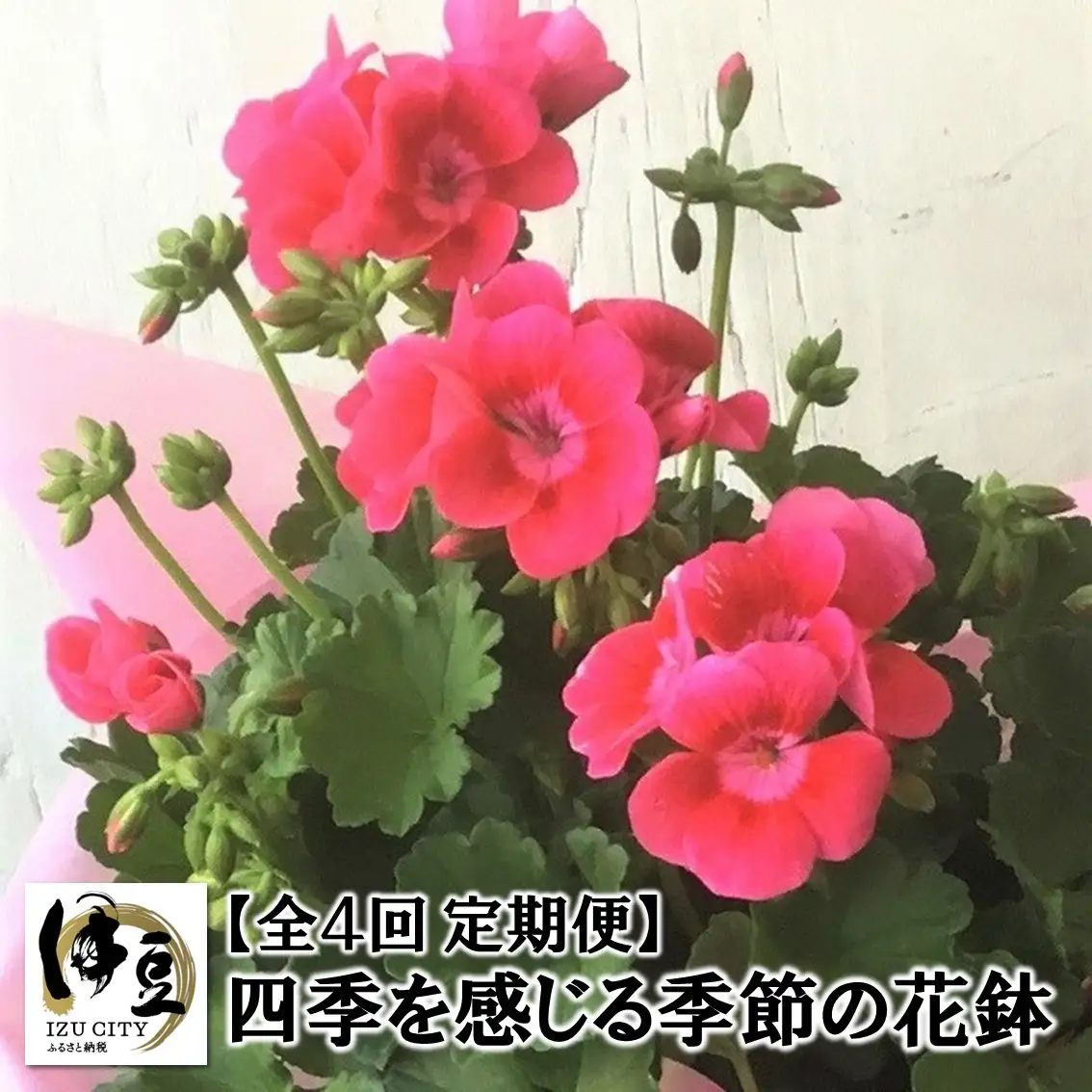 季節の花鉢年４回定期便　052-001