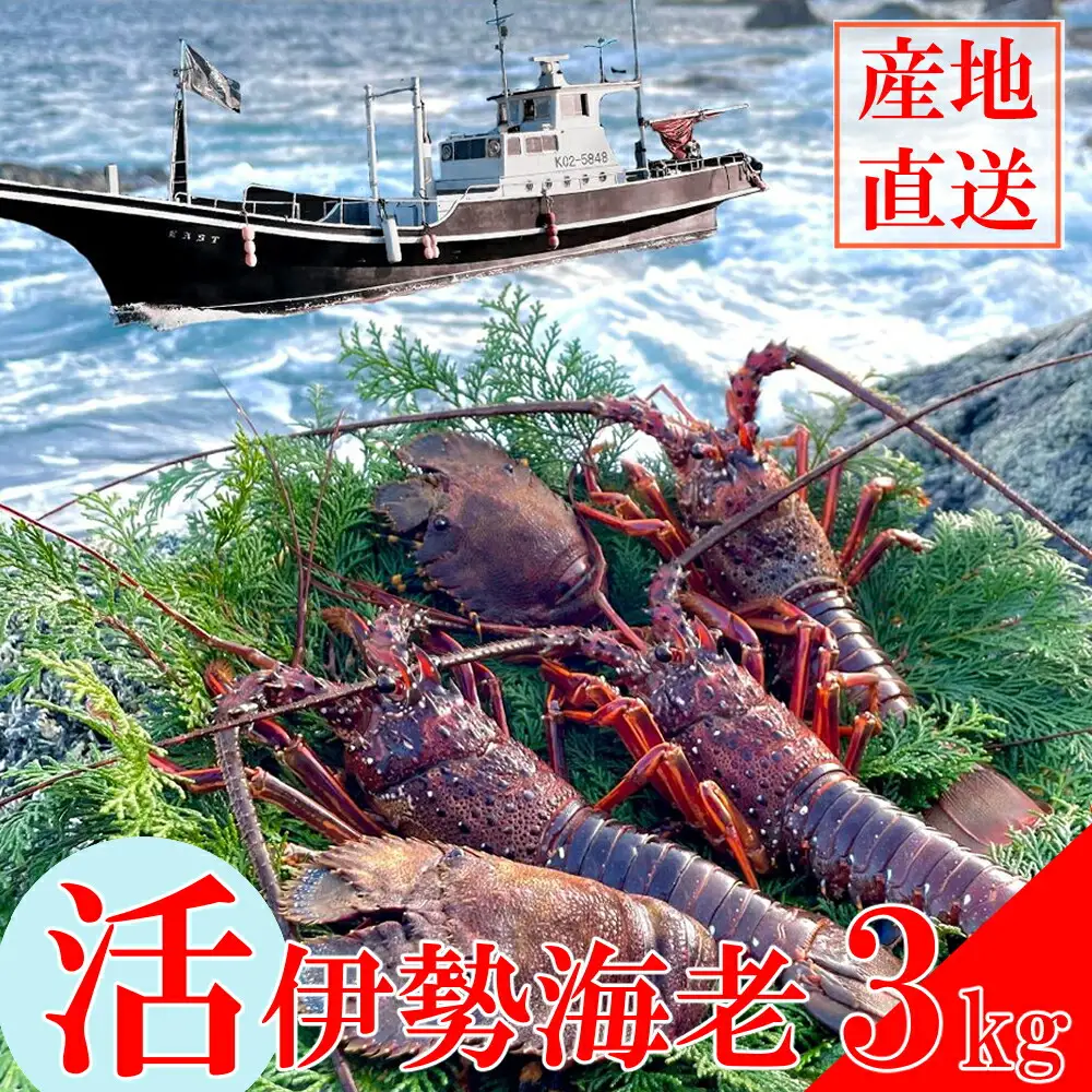 活伊勢海老 約3kg(5～15尾)【 イセエビ 伊勢海老 】