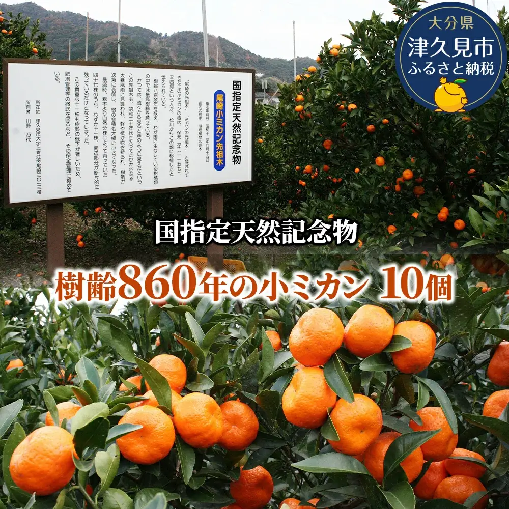 【先行予約】国指定天然記念物 尾崎小 みかん 先祖木の小みかん | 津久見市
