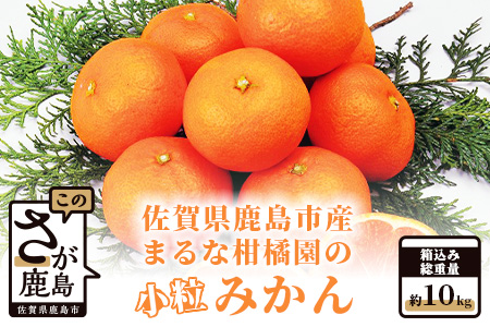 鹿島 まるな柑橘園の小粒みかん 約10kg 2026年9月中旬頃出荷開始予定 みかん 蜜柑 ミカン 柑橘 くだもの 果物 フルーツ ふるさと納税 佐賀県 鹿島市 A-64
