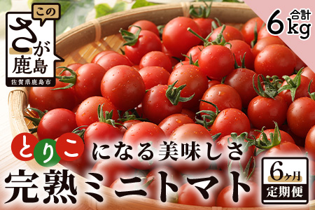 【6回定期便】【先行受付】2027年1月より順次発送予定|完熟ミニトマト 1kg｜ミニトマト トマト プチトマト 農家直送 ギフト 人気 佐賀県鹿島市 たにぐちファーム Ricotomato（リコトマト）～とりこになるトマト～ H-12