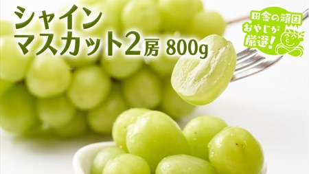 シャインマスカット 800g 2房 【2026年9月より発送開始】（茨城県共通返礼品 [ぶどう]：結城市産） ぶどう フルーツ 果物