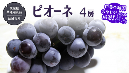 ピオーネ 4房【2026年8月より発送開始】（茨城県共通返礼品 [ぶどう]：結城市産）