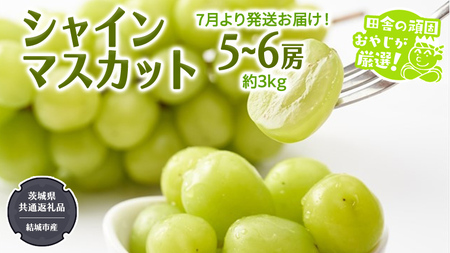 シャインマスカット 約3kg 5?6房【2026年7月より発送開始】（茨城県共通返礼品 [ぶどう]：結城市産） フルーツ 果物