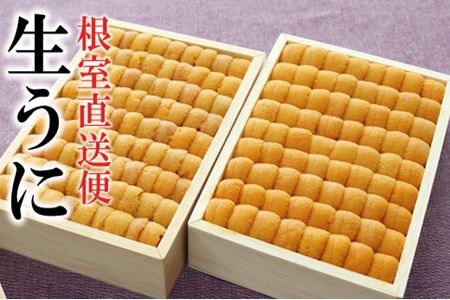 エゾバフンウニ並べ詰め150g×2折 E-40027