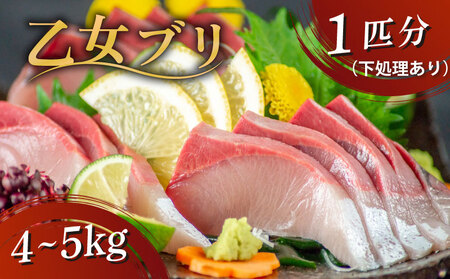 乙女ブリ4kg以上(下処理あり) 小島水産 乙女ブリ 新鮮ブリ ブリ 鰤刺し 鰤しゃぶ 鰤