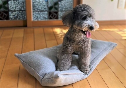 【たっぷり!!リアルダウン使用】ペット用 羽毛クッションベッドセット 犬や猫が大好き!! ペットベッド H162-041
