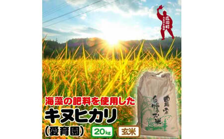 令和7年度産 キヌヒカリ 玄米20kg 海藻施用※10月より順次発送予定【aii400-gen-20B】