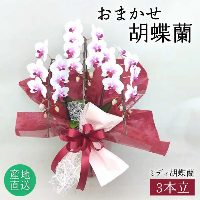 おまかせ 胡蝶蘭 ( ミディ 胡蝶蘭 3本立 ) 糸島市 / はざま園芸 [AND005] 花 生花 お祝い