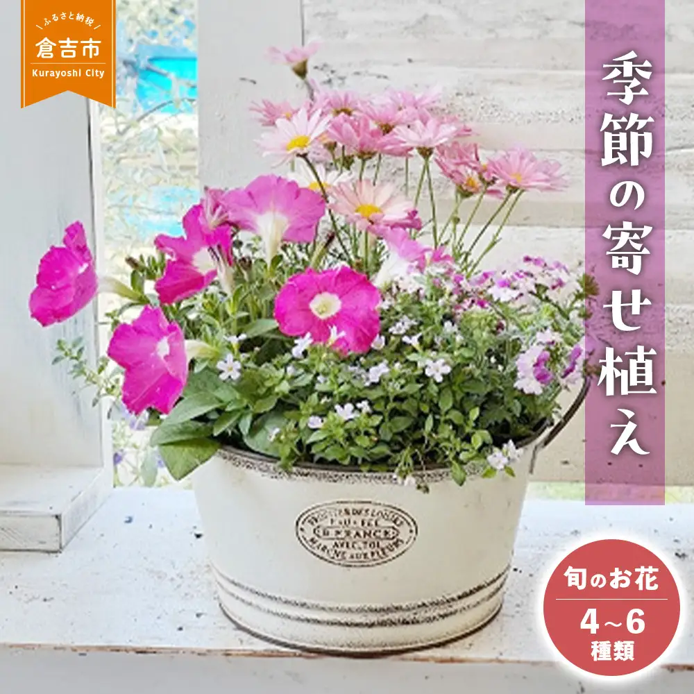 季節の寄せ植え M（4〜6種類）ギフト 贈答用 寄せ植え 誕生日 記念日 ギフトラッピング可！