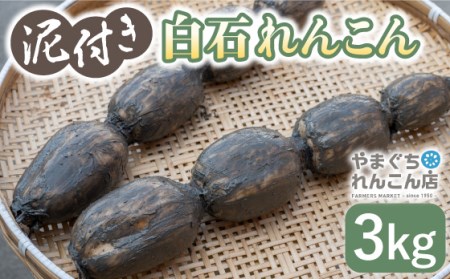 【先行予約　2026年9月～発送】白石れんこん 約3kg / れんこん [ICT001]