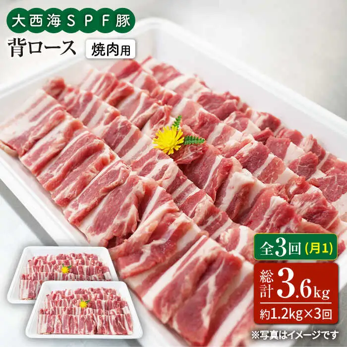 3回定期便 大西海SPF豚 背ロース 焼肉 計1.2kg 訳あり ＜大西海ファーム＞ [CEK096] 焼肉