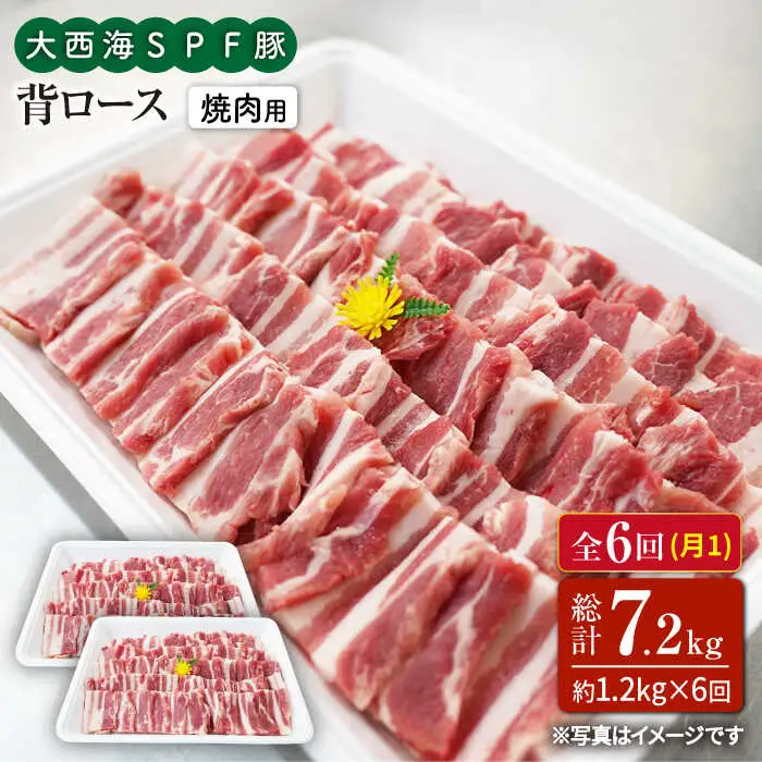6回定期便 大西海SPF豚 背ロース 焼肉 計1.2kg 訳あり ＜大西海ファーム＞CEK097 焼肉