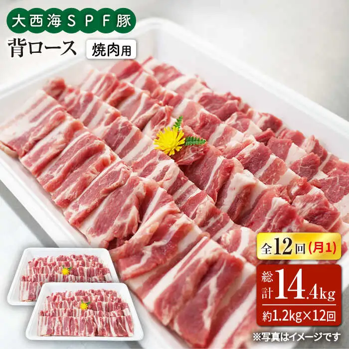 12回定期便 大西海SPF豚 背ロース 焼肉 計1.2kg 訳あり ＜大西海ファーム＞ [CEK128] 焼肉