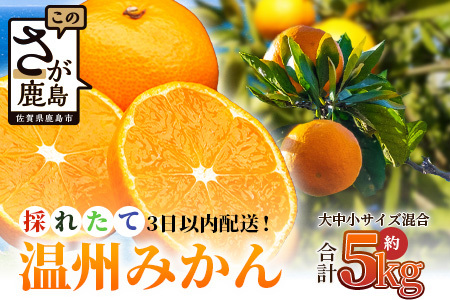先行受付＼農家直送＆鮮度抜群！／収穫後3日以内発送・松本農園の温州みかん 約5kg 有明海の潮風で育った鹿島産みかん｜フレッシュ｜佐賀県鹿島市 送料無料 B-530