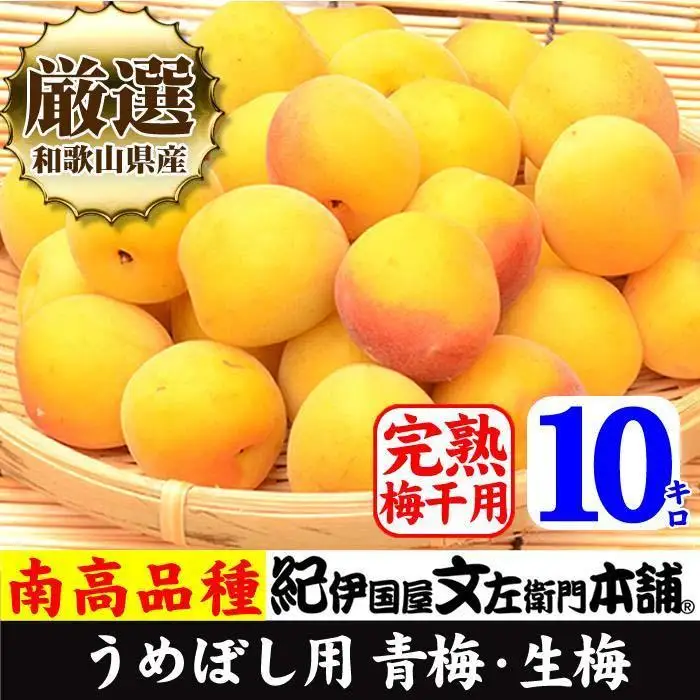 南高梅【完熟】黄色10kg 大サイズ 梅干用フレッシュ青梅 (生梅) ／紀伊国屋文左衛門本舗