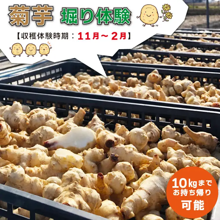 菊芋堀り 体験 （10kgまでお持ち帰りいただけます） 芋ほり 芋掘り お持ち帰り お土産 みやげ 粉末 パウダー イヌリン 国産 いも 菊芋茶 菊芋チップス SDGs エコ サスティナブル 農薬不使用