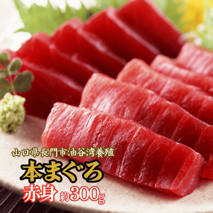 (1095)マグロ 本マグロ まぐろ 鮪 山口県 長門市 油谷産 希少 養殖 赤身  ３００g 脂乗り抜群 とろける 冷凍 柵 ギフト 贈答 