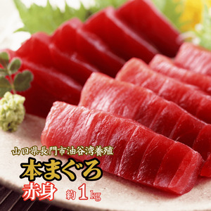(1356)マグロ 本マグロ まぐろ 鮪 山口県 長門市 油谷産 希少 養殖 赤身 1ｋg 脂乗り抜群 とろける 冷凍 柵 ギフト 贈答 