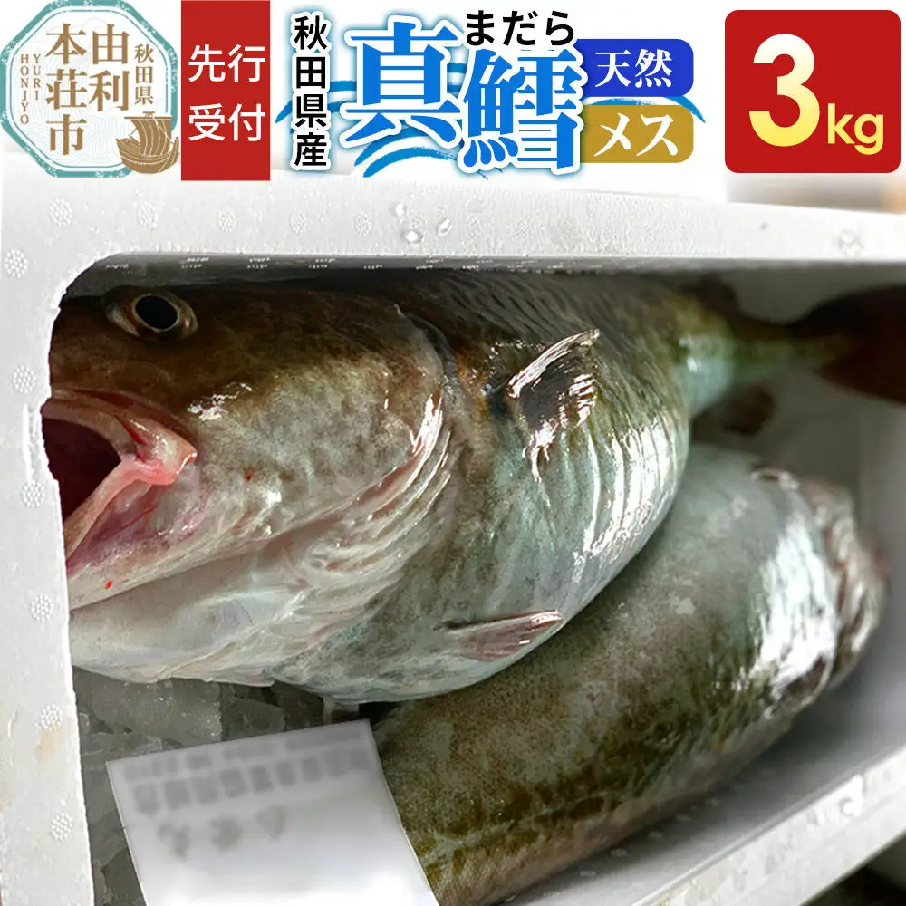 《先行受付》真鱈 【メス】 3kg 天然 漁師直送（配送期間 11月上旬～2月下旬）