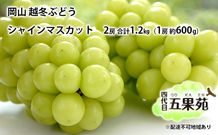 越冬 ぶどうシャイン マスカット 2房 合計1.2kg（1房 約600g） 岡山県産 シャインマスカット