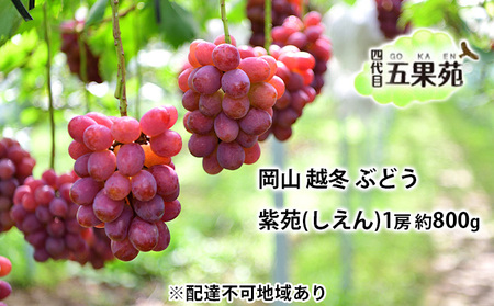 越冬 ぶどう 紫苑 （しえん）1房 約800g 岡山県産 ぶどう