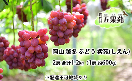 越冬 ぶどう 紫苑 （しえん）2房 合計1.2kg（1房 約600g） 岡山県産 ぶどう