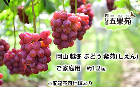 越冬 ぶどう ご家庭用 紫苑 （しえん）約1.2kg 岡山県産 ぶどう