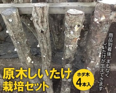 原木しいたけ栽培セット・ホダ木4本入り ※離島への配送不可 _DR05