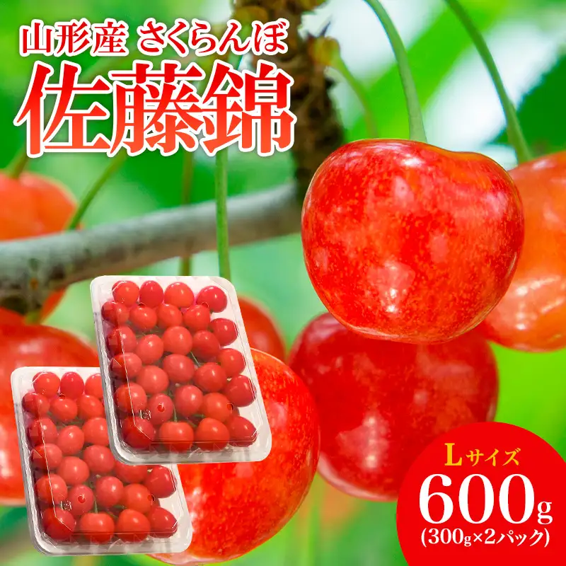 山形産 さくらんぼ 佐藤錦 L 600g(300g×2パック入) 【令和9年産先行予約】FS26-665