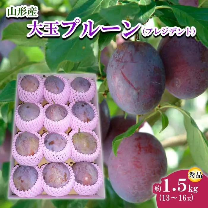 山形市産 大玉プルーン(プレジデント) 秀 約1.5kg(13～16玉)【令和8年産先行予約】FU22-757 くだもの 果物 フルーツ 山形 山形県 山形市 2026年産