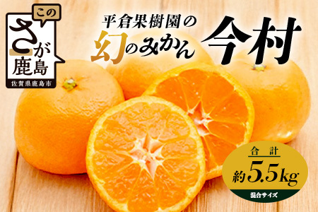 【先行受付】《2027年2月頃お届け》まぼろしのみかん 鹿島 平倉果樹園のみかん『今村』 約5.5kg  みかん 甘い 温州みかん 希少 幻 まぼろし 蜜柑 ミカン オレンジ フルーツ 果物 高糖 平均糖度12度 佐賀県 鹿島市 B-345サイズ混合 