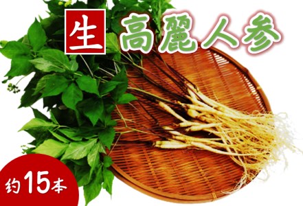 菊間高麗人参　約50ｇ [VC01090]