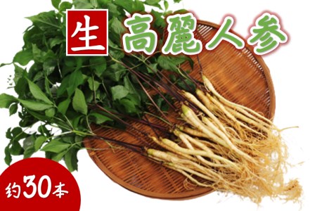 菊間高麗人参　約100ｇ [VD00970]