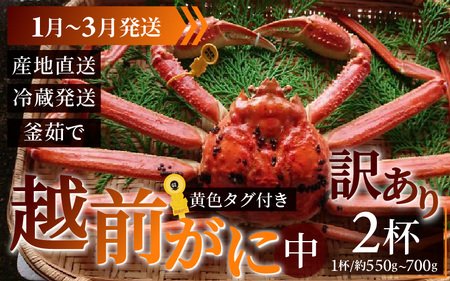【先行予約】【訳あり】 【先行予約】越前がに 中 (約550g～700g)×2杯【1月～3月発送】 日本海 直送