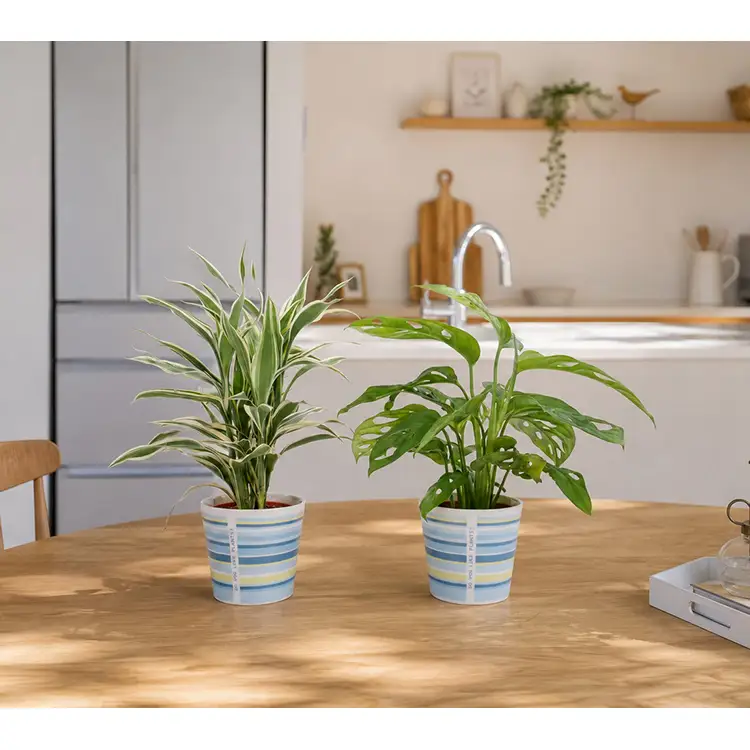 観葉植物 ハイミニウィンリー 2個セット