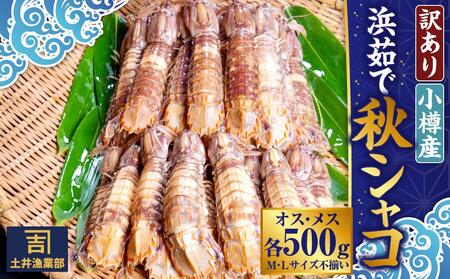 《訳あり》北海道小樽産 漁師直送 浜茹で秋シャコ(冷凍) オス・メス 各500g (各12匹～) [M・Lサイズ不揃い・傷あり・規格外] 【2026年12月下旬発送予定】