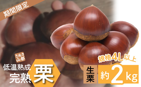【数量限定】さぬき山都の低温熟成完熟栗(生栗)4Lサイズ 約2kg