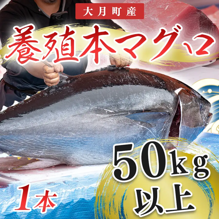 特大 国産 養殖 本マグロ 50kg以上 一本丸ごと 本まぐろ 丸ごと1本 解体ショー イベント